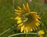 Anthemis tinctoria. Соцветие (вид со стороны обёртки). Пермский край, Берёзовский р-н, долина р. Шаква ниже с. Рыжково, р-н Татарской горы, около грунтовой дороги. 4 августа 2017 г.