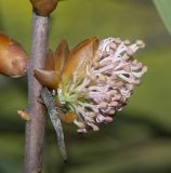 Hakea multilineata. Часть побега с раскрывающимся соцветием. Израиль, Шарон, пос. Кфар Монаш, ботанический сад \"Хават Ганой\". 31.01.2018.