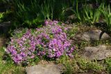 Phlox subulata