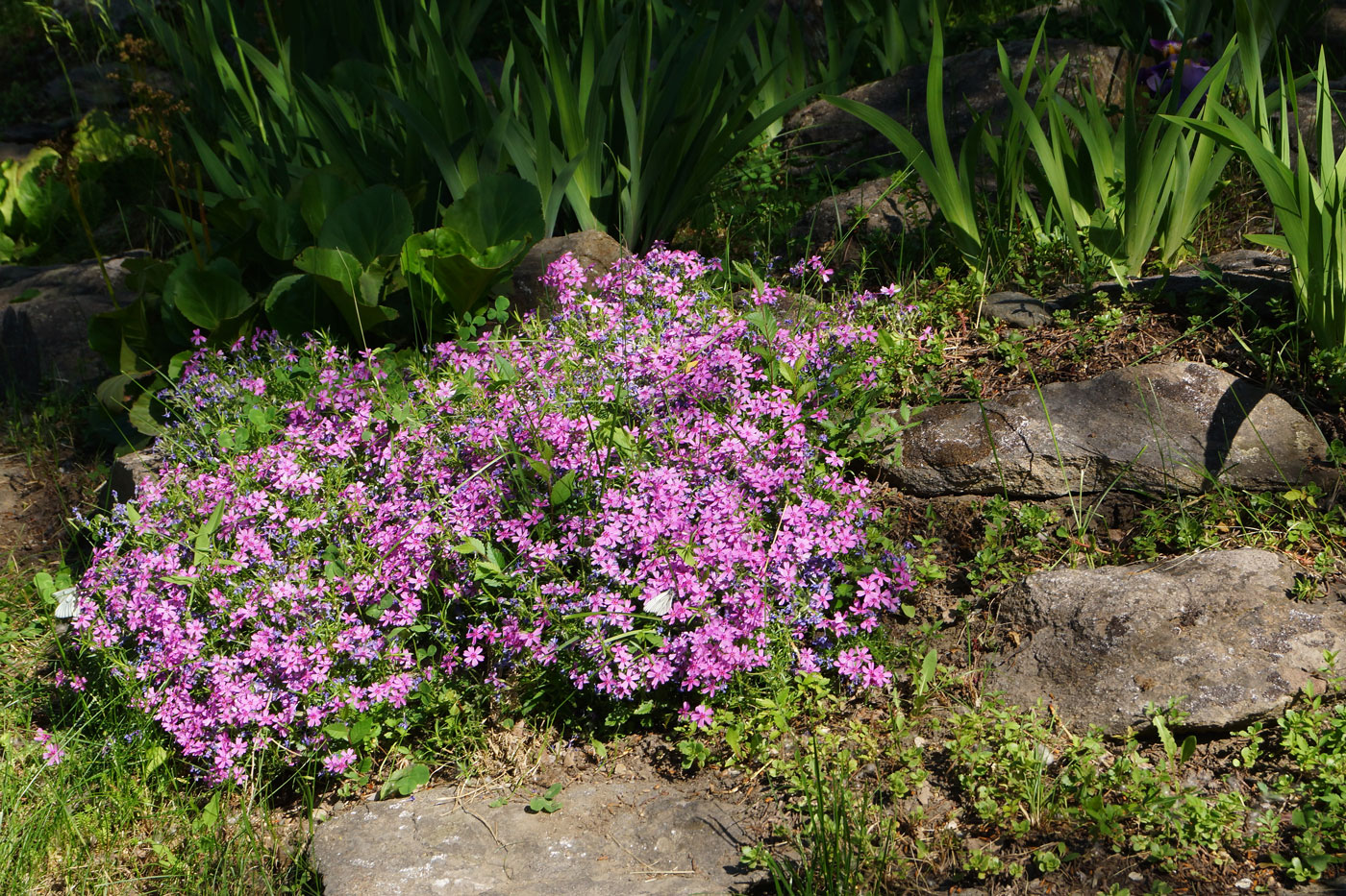 Изображение особи Phlox subulata.