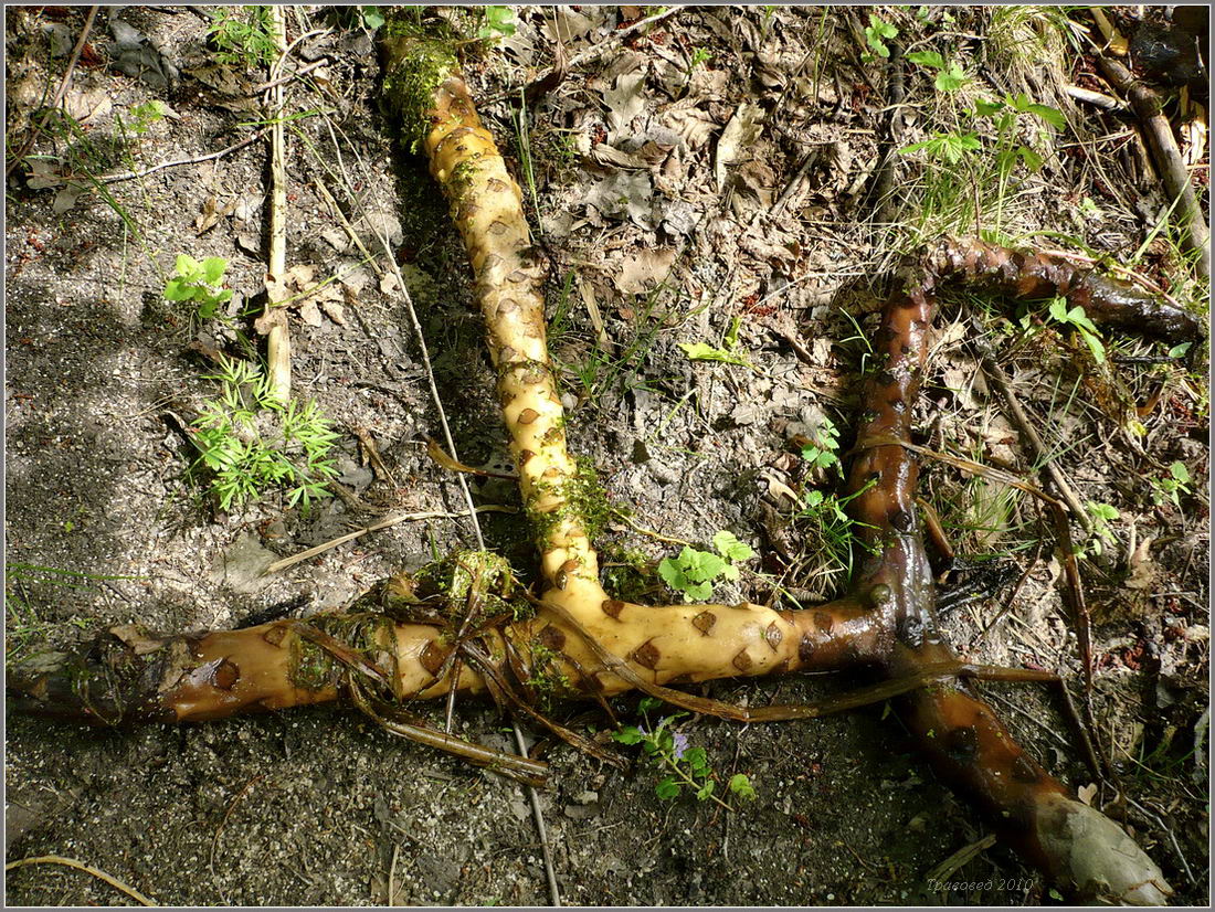 Image of Nuphar lutea specimen.