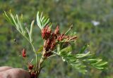 Potentilla semiglabra. Растение, повреждённое неизвестным патогенным агентом. Якутия, ГО г. Якутск, окр. с. Ст. Табага, обочина дороги. 02.08.2016.