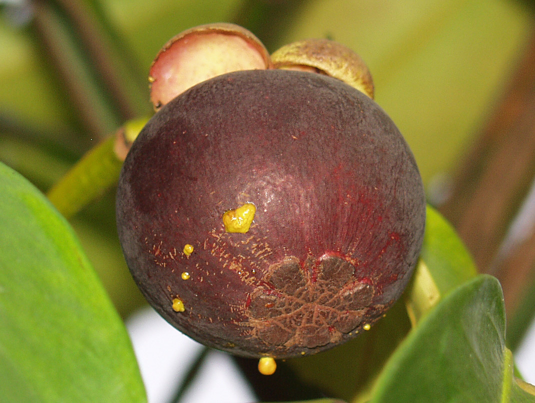Image of Garcinia mangostana specimen.