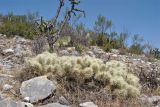 Cylindropuntia tunicata