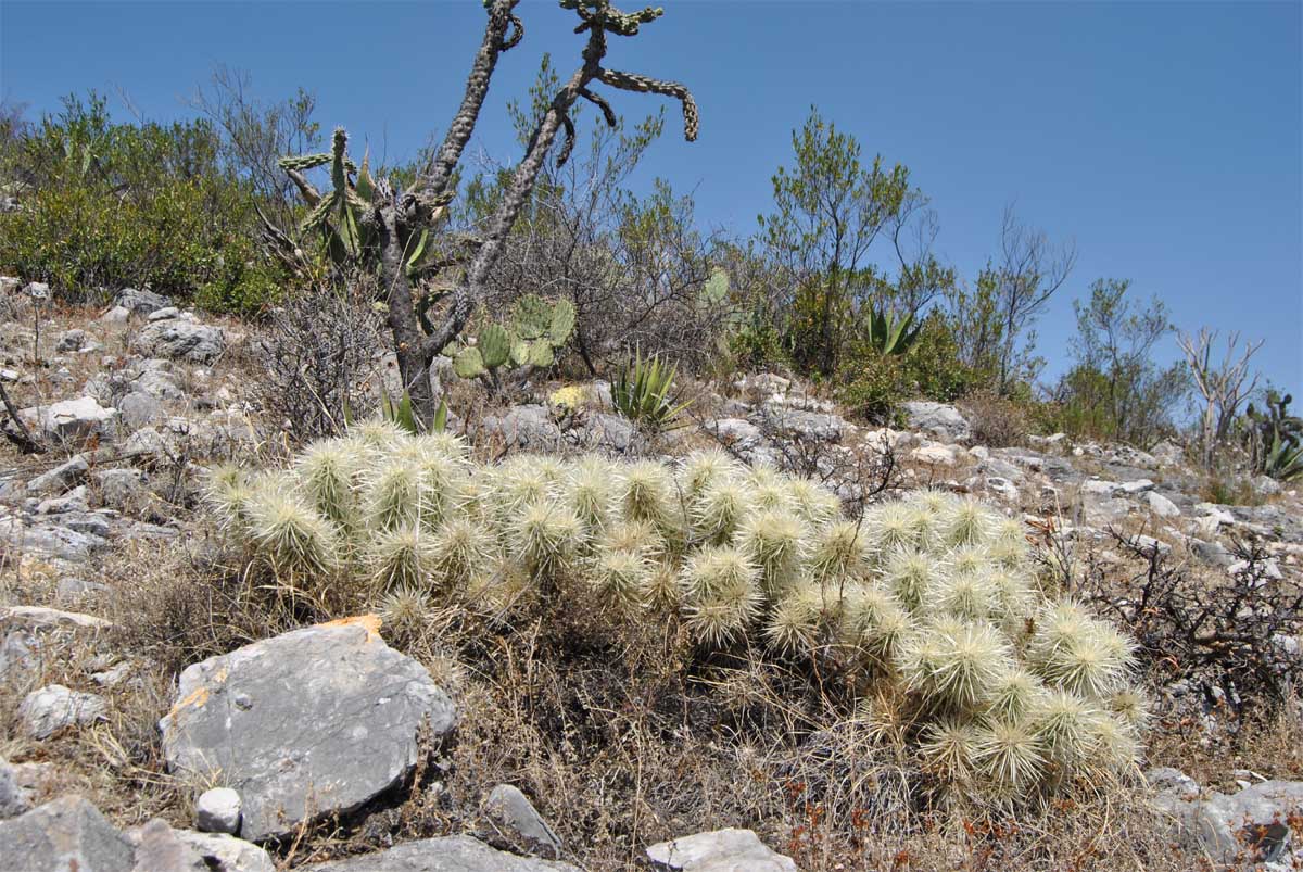 Изображение особи Cylindropuntia tunicata.