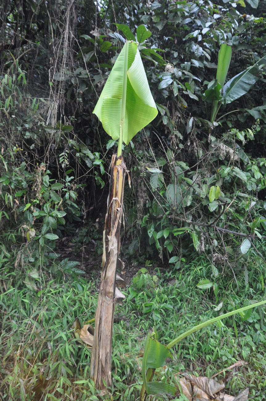 Image of genus Musa specimen.
