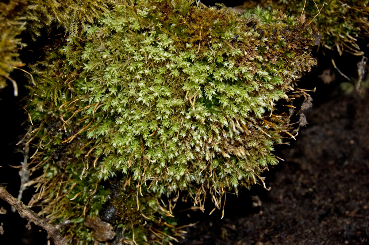 Изображение особи отдел Bryophyta.