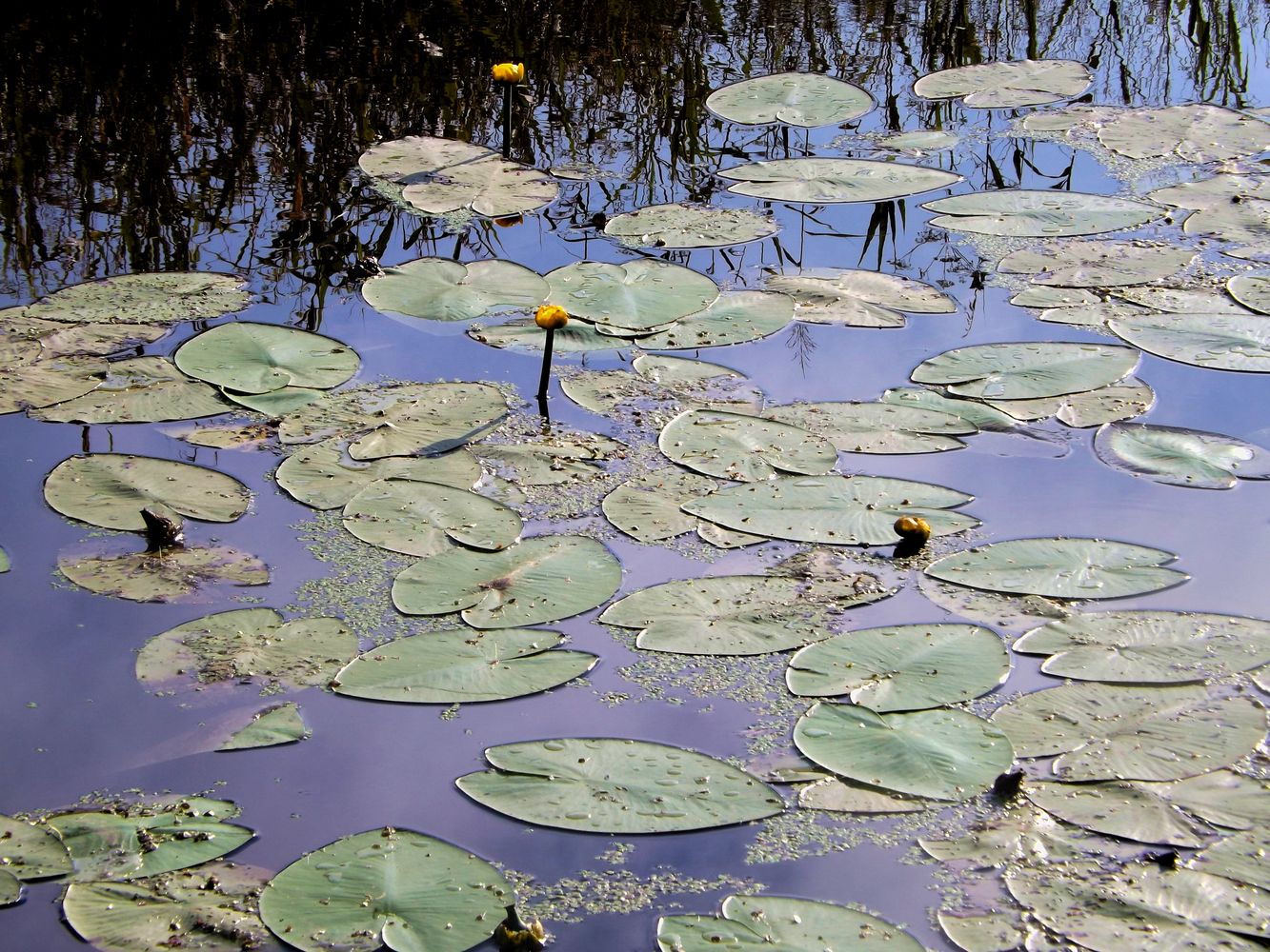 Изображение особи Nuphar lutea.