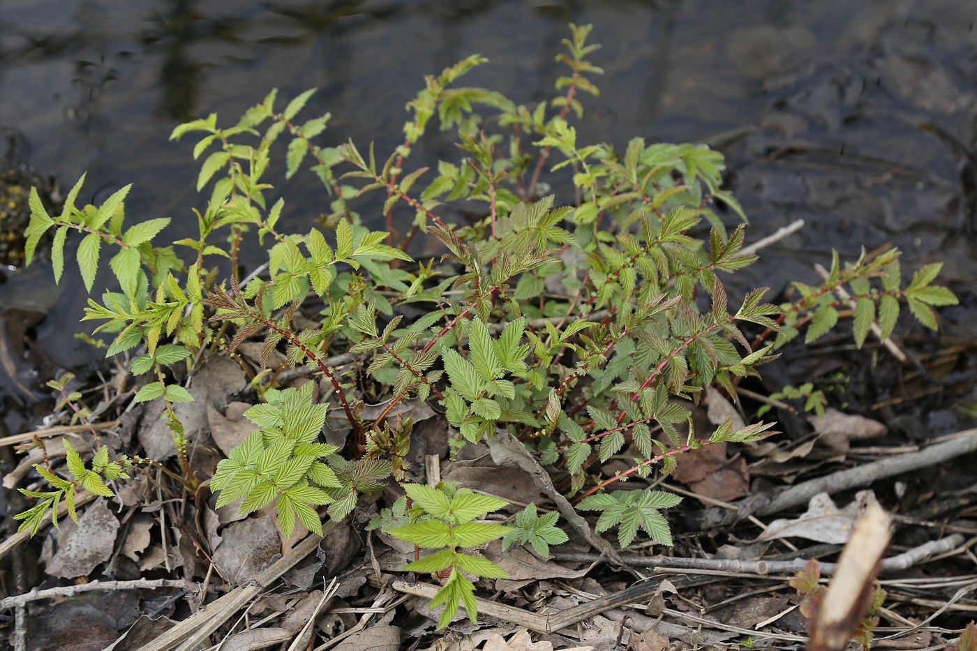 Image of Filipendula ulmaria specimen.