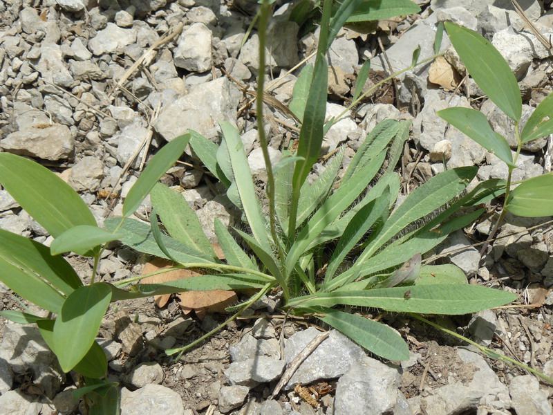 Image of genus Pilosella specimen.