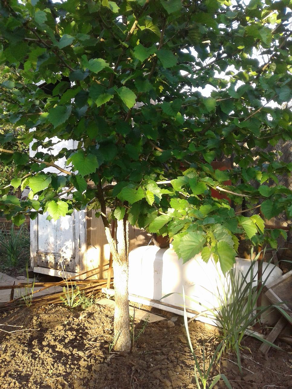 Image of Corylus colurna specimen.