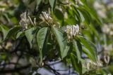 Lonicera maackii. Соцветия, листья и кормящаяся муха-журчалка. Грузия, Тбилиси, ботанический сад. 01.05.2018.