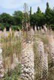 Eremurus olgae
