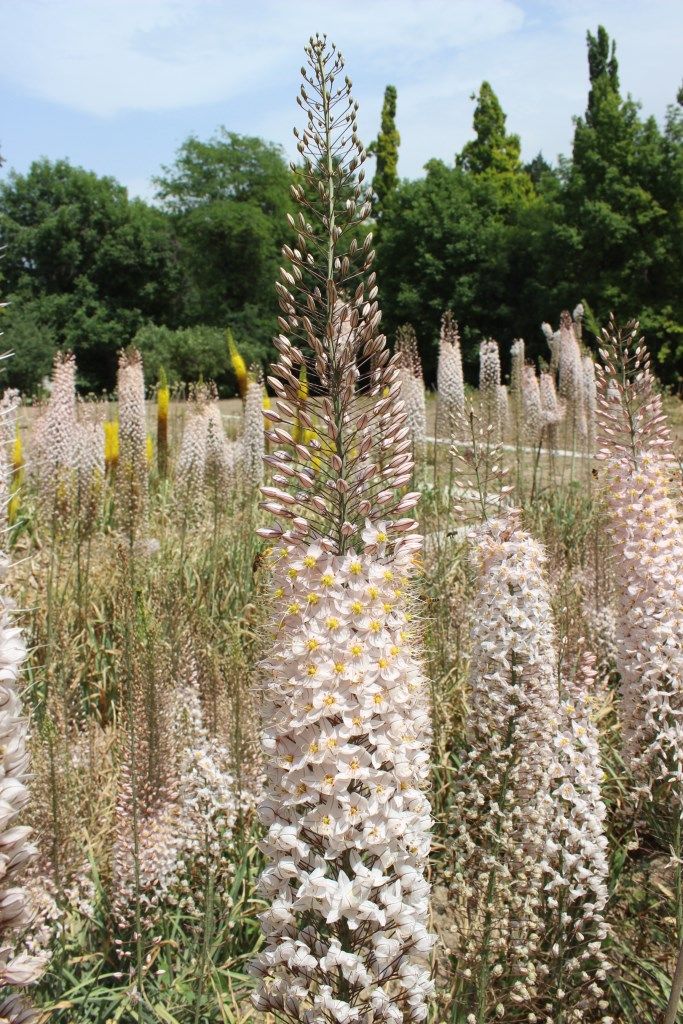 Изображение особи Eremurus olgae.