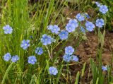 Linum altaicum. Побеги с цветками. Казахстан, Восточно-Казахстанская обл.; Западный Алтай, скл. Ульбинского хребта, окр. с. Ушановское, обочина дороги. 09.06.2018.