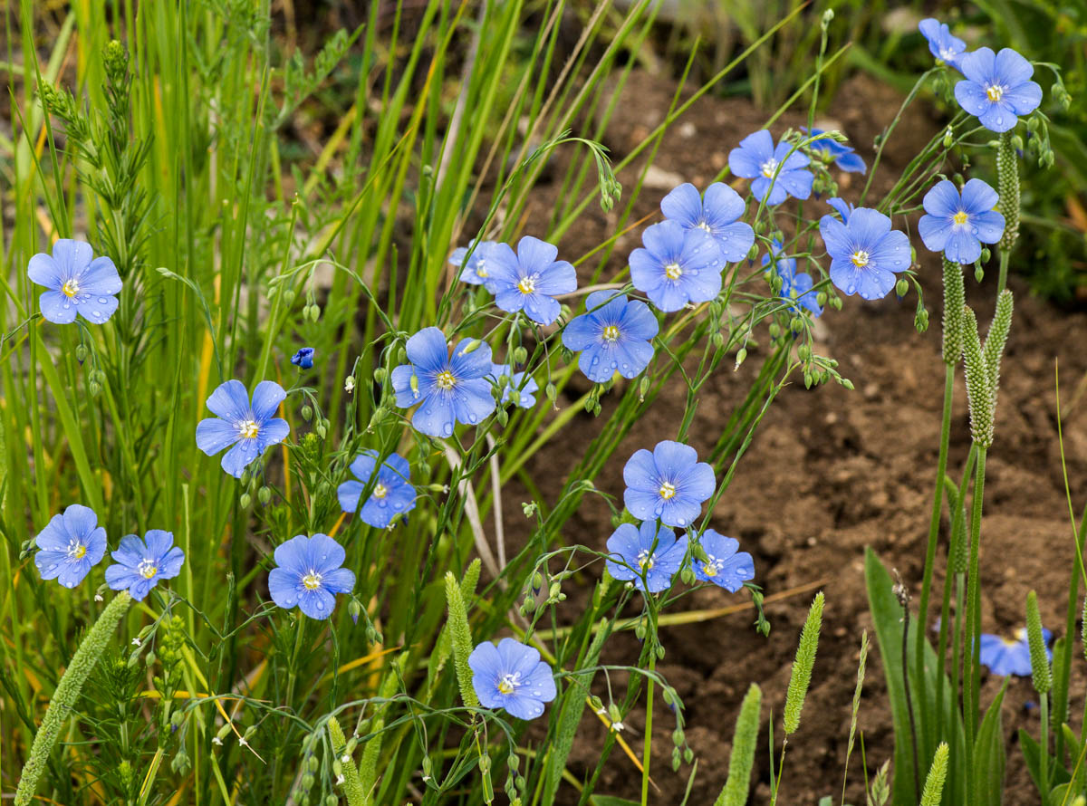 Изображение особи Linum altaicum.