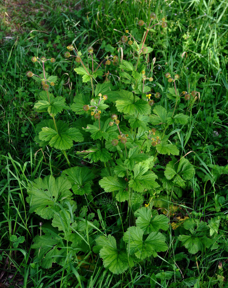 Image of Geum macrophyllum specimen.