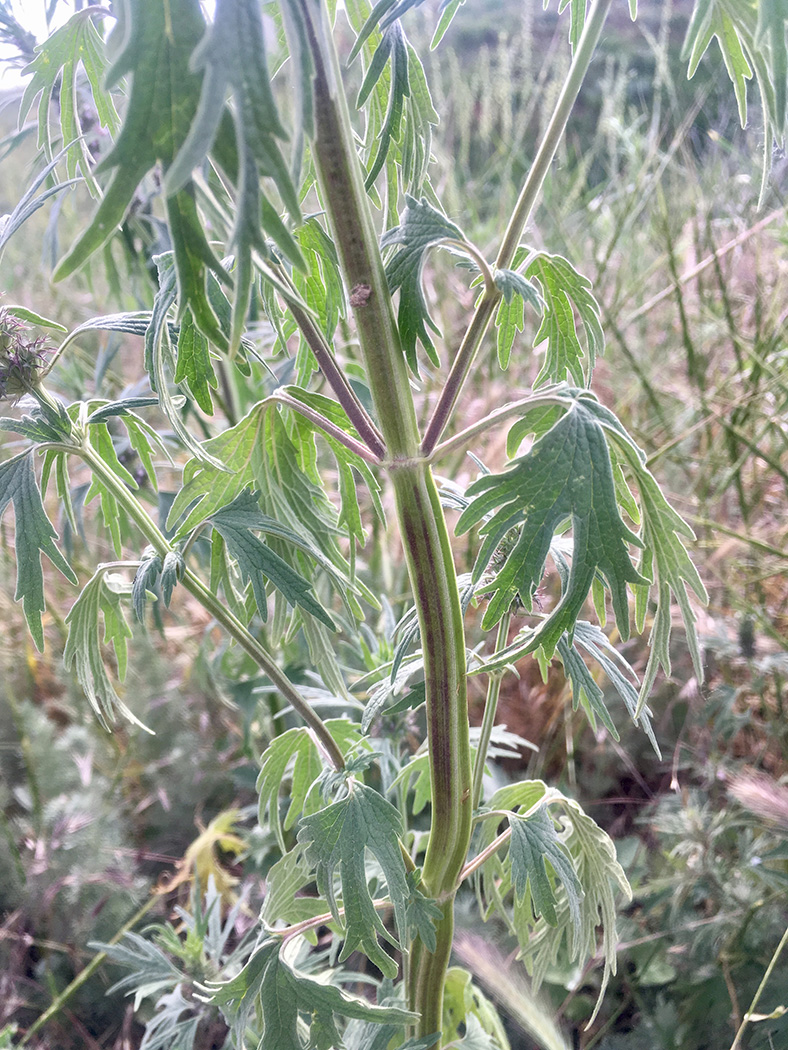 Изображение особи Leonurus glaucescens.