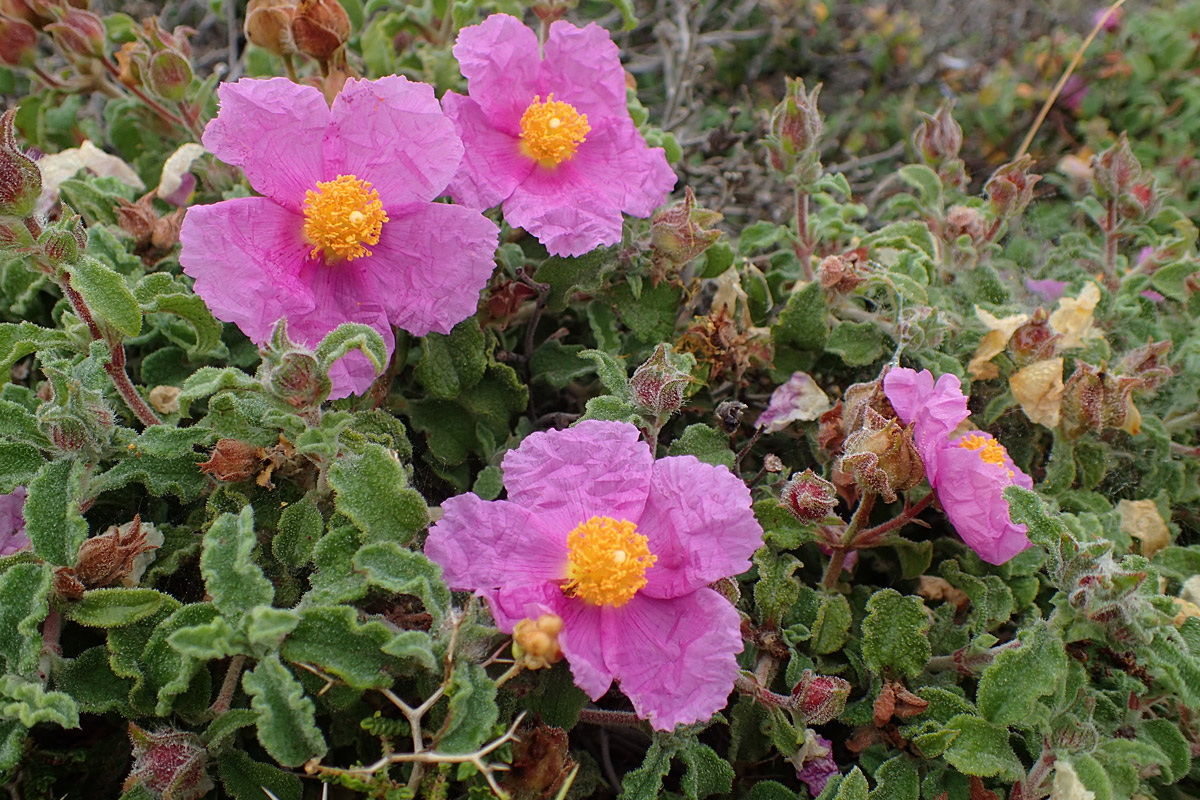 Изображение особи Cistus creticus.