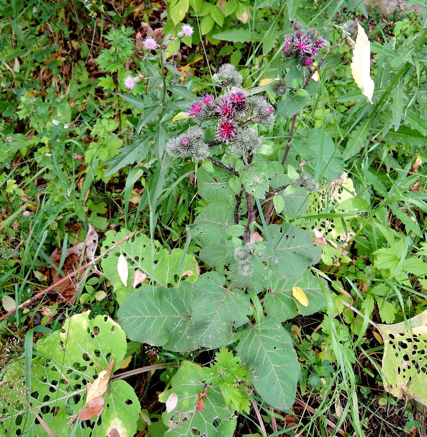 Изображение особи Arctium tomentosum.