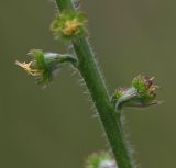 Agrimonia eupatoria