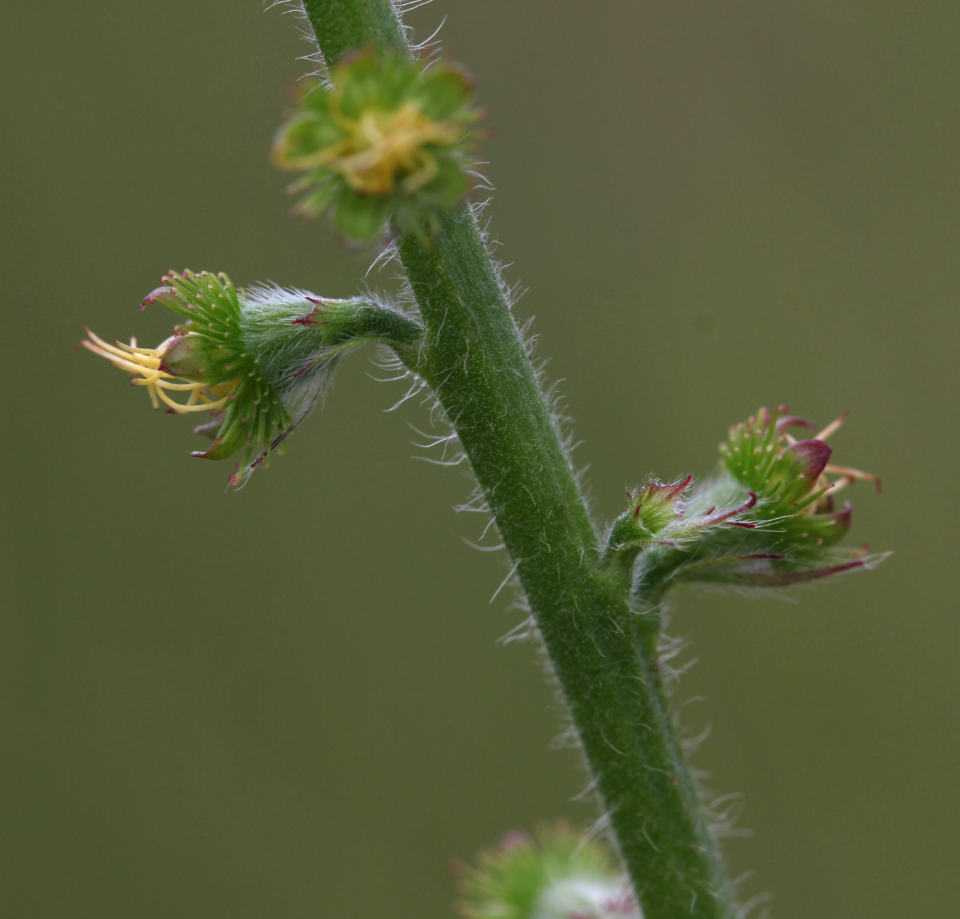 Изображение особи Agrimonia eupatoria.