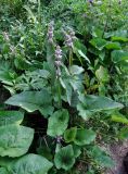 Phlomoides alpina