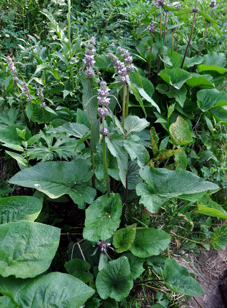 Изображение особи Phlomoides alpina.