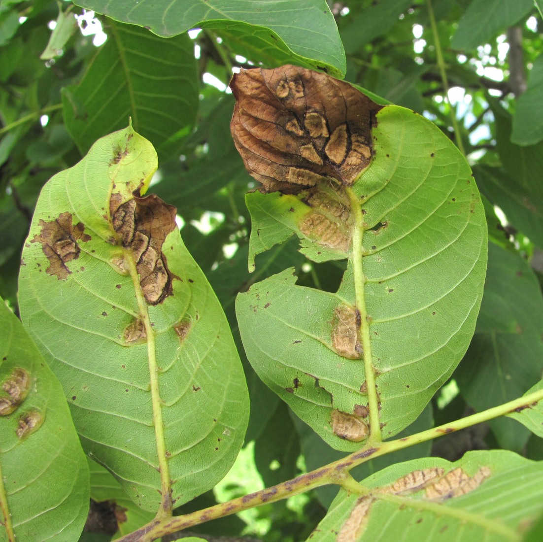 Изображение особи Juglans regia.