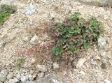 Potentilla gelida