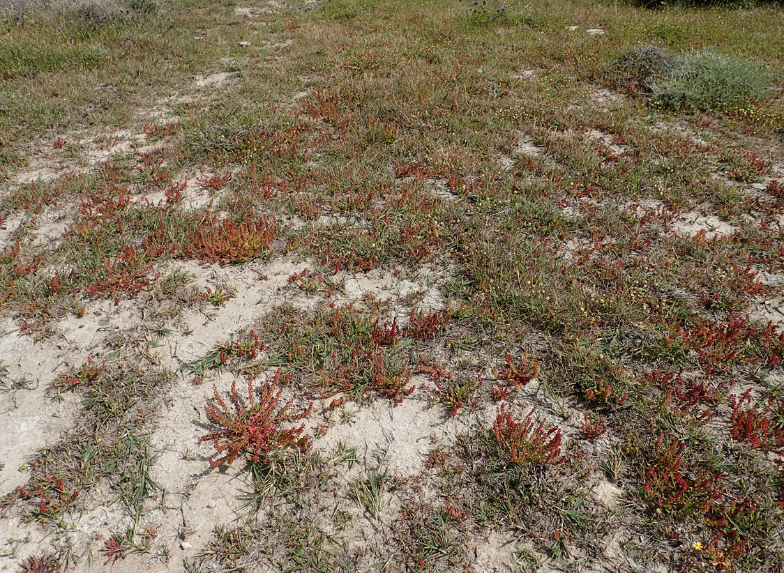 Image of Rumex bucephalophorus specimen.