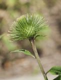 Arctium lappa. Верхушка побега с нераскрывшимся соцветием. Казахстан, Восточно-Казахстанская обл., Глубоковский р-н, окр. с. Кожохово, берег р. Иртыш, обочина тропы вдоль садовых участков. 27.07.2018.