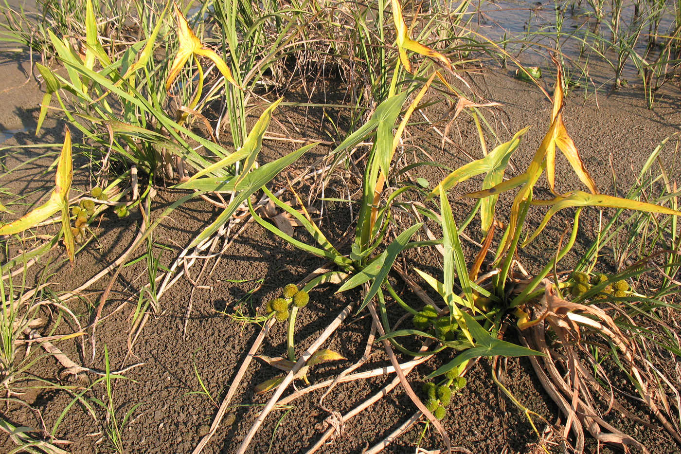 Изображение особи Sagittaria sagittifolia.
