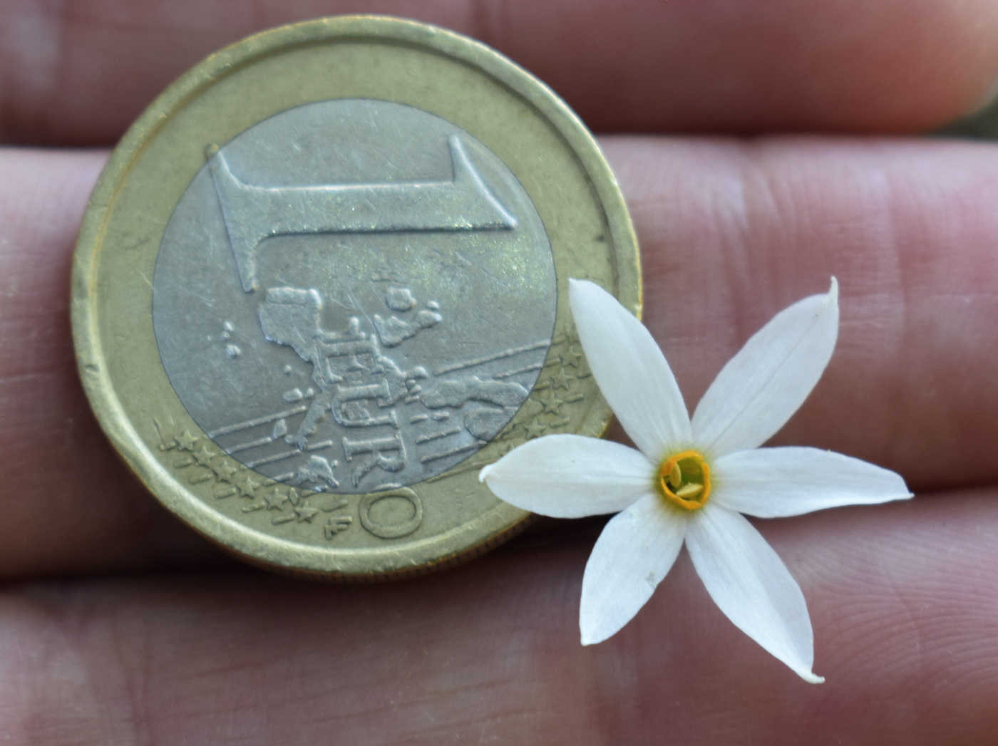 Изображение особи Narcissus obsoletus.
