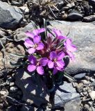 Erysimum pallasii