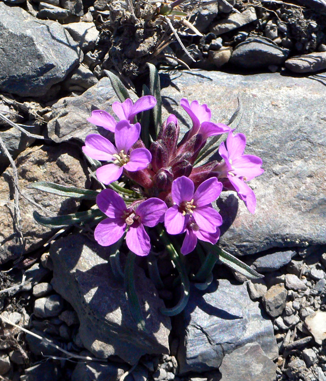 Изображение особи Erysimum pallasii.