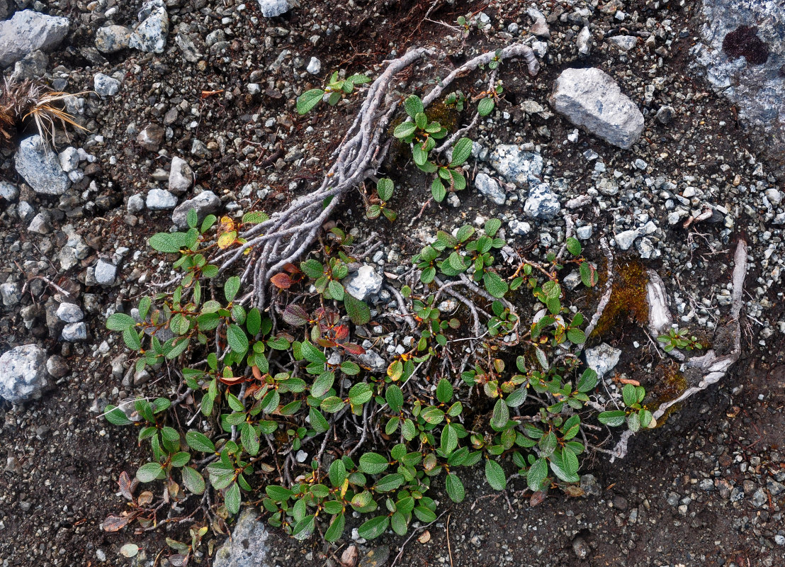 Изображение особи Salix reticulata.