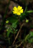 Potentilla stipularis