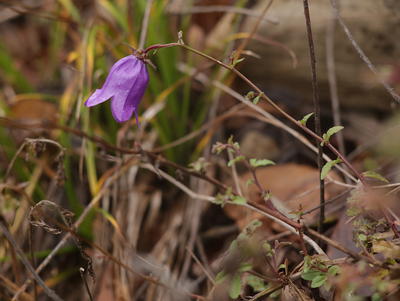 Image of Campanula longistyla specimen.