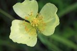 Papaver amurense