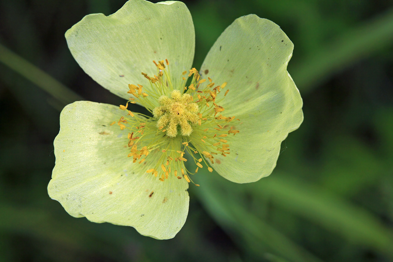 Изображение особи Papaver amurense.