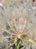 Tragopogon dubius