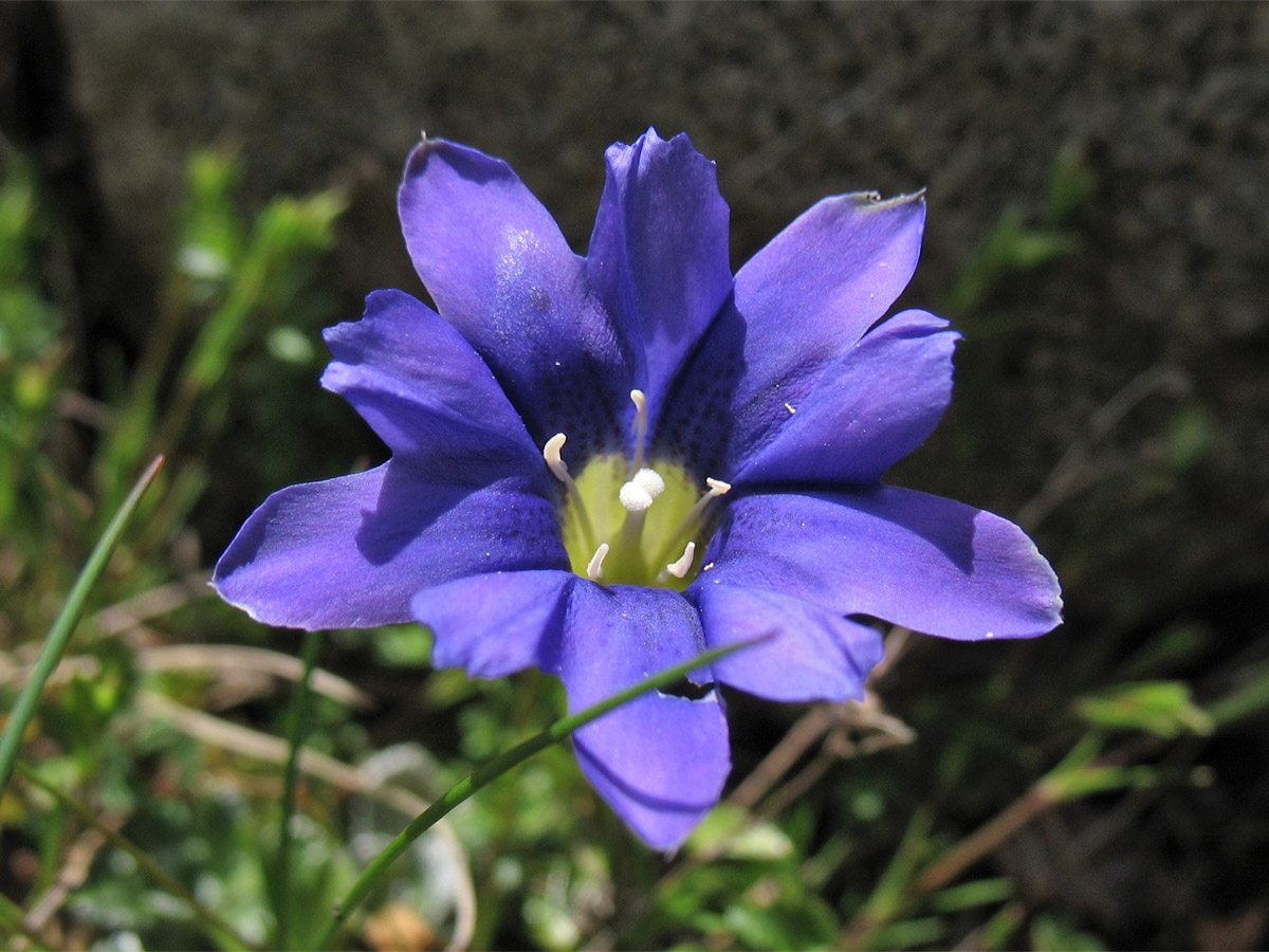 Изображение особи Gentiana laciniata.