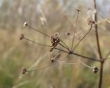 Alisma plantago-aquatica