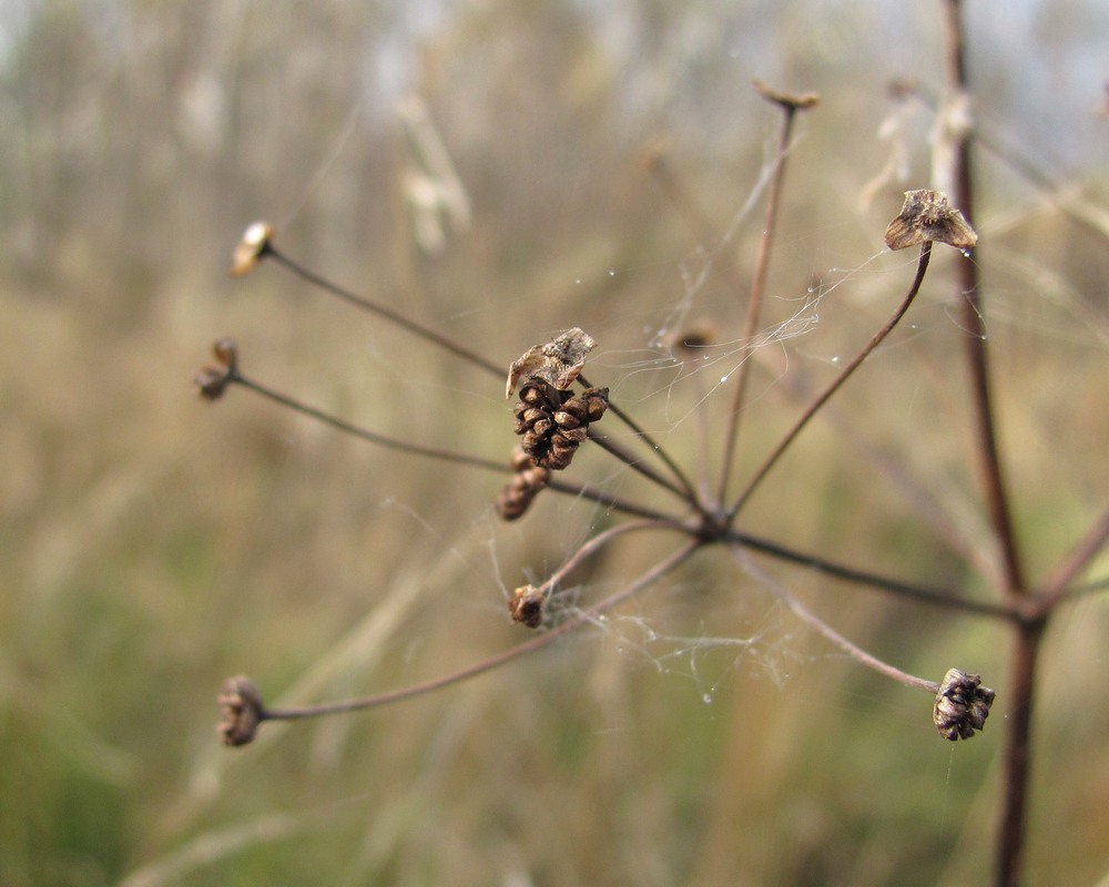 Изображение особи Alisma plantago-aquatica.