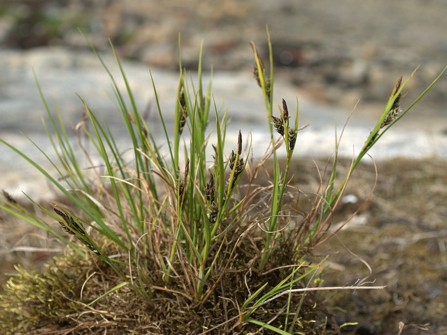 Изображение особи Carex rariflora.