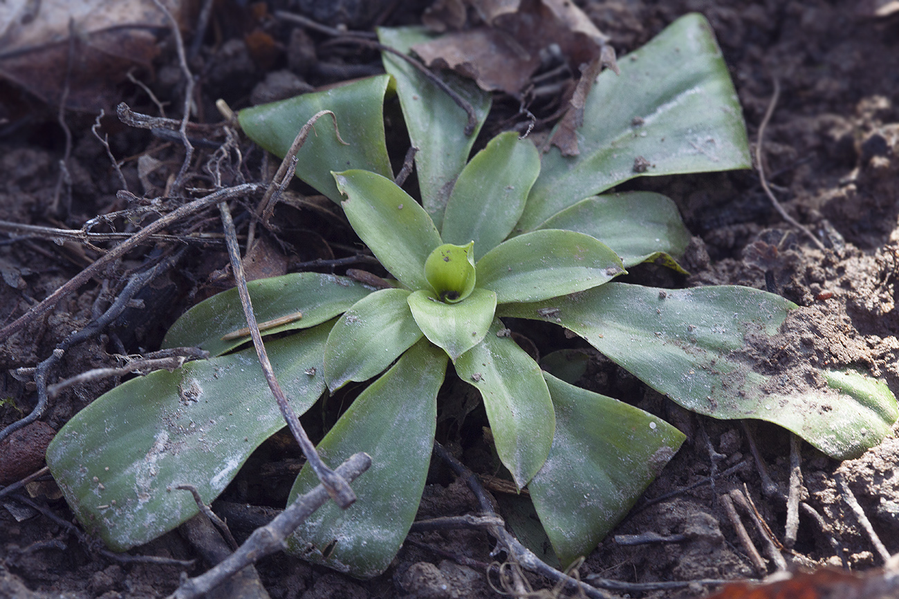 Image of Heloniopsis orientalis specimen.