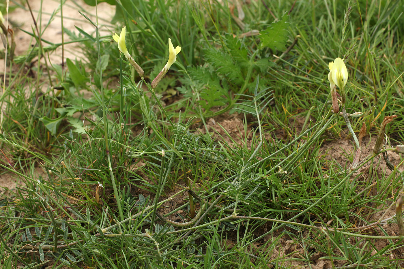 Изображение особи Astragalus maverranagri.