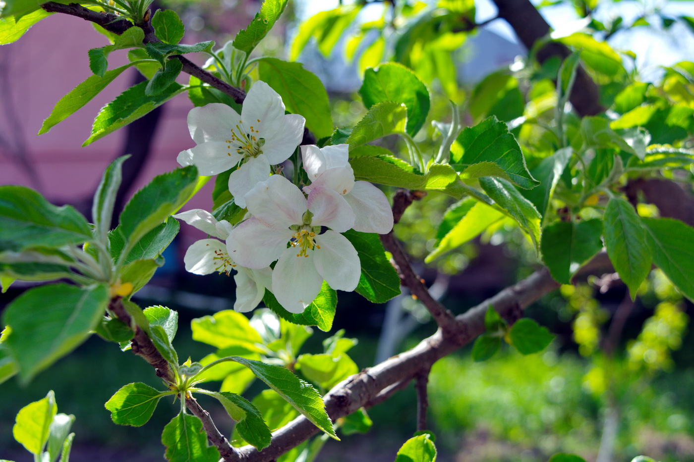 Изображение особи Malus domestica.