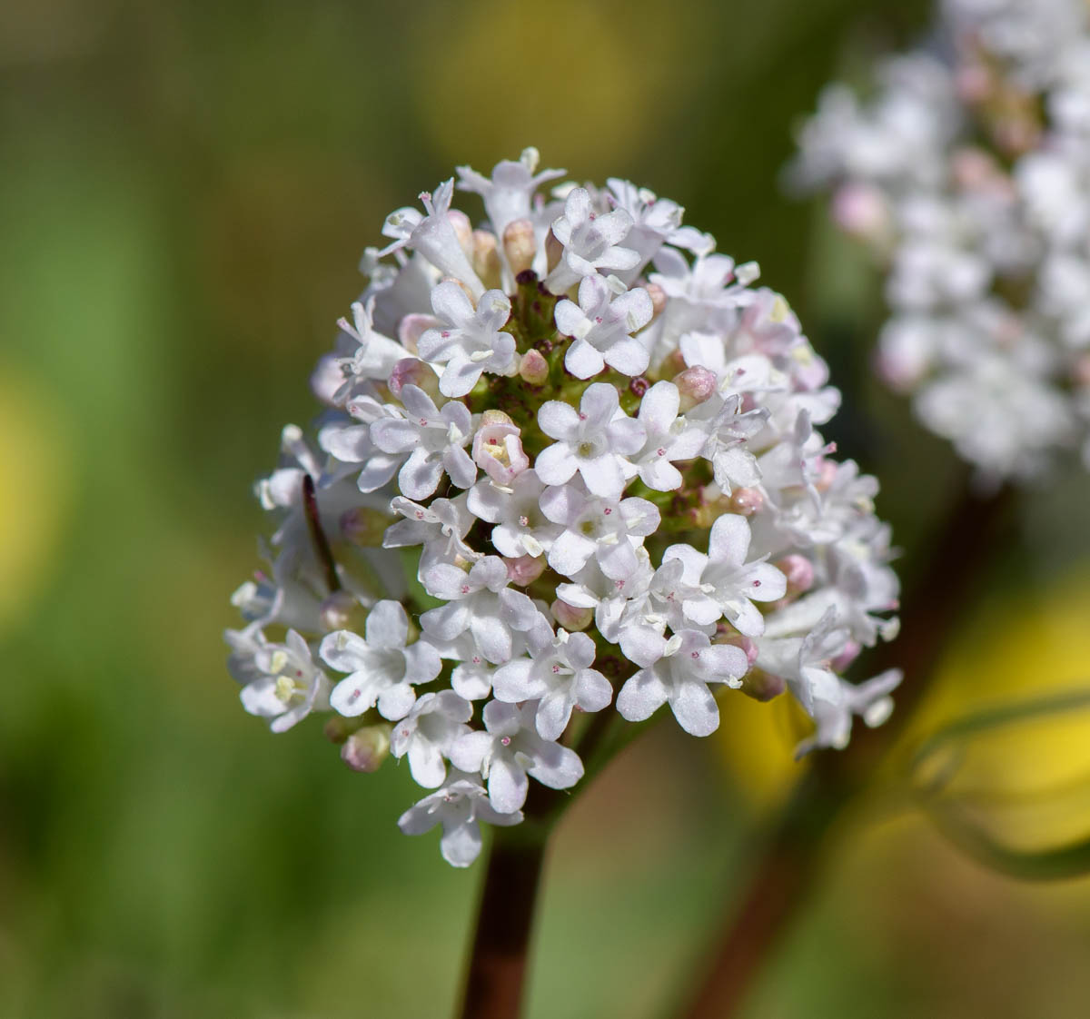 Изображение особи Valeriana tuberosa.